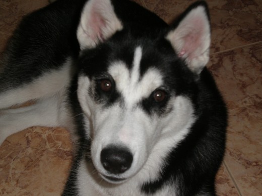 tiene los ojos marrones y una flecha en la cabeza blanca. en noviembre le vino su primera regla y cuando tenga la segunda le echare un macho para terner perritos
